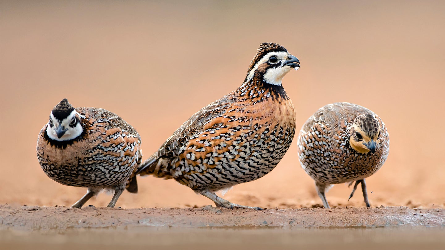 One female and two male bobwhite quail drink from a small pond