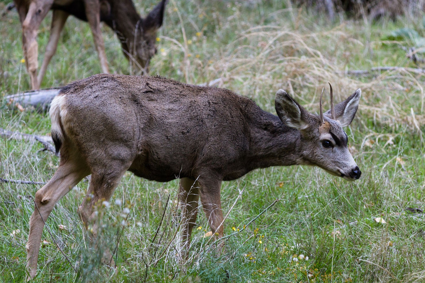 A young mule deer buck walks through a field.