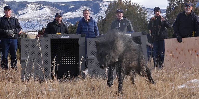 Colorado Officials Release Wolves on Western Slope
