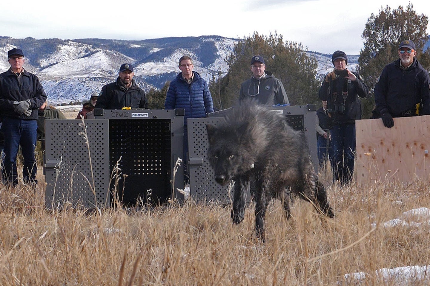 A captured wolf bounds out of its cage during a release ceremony in Colorado.