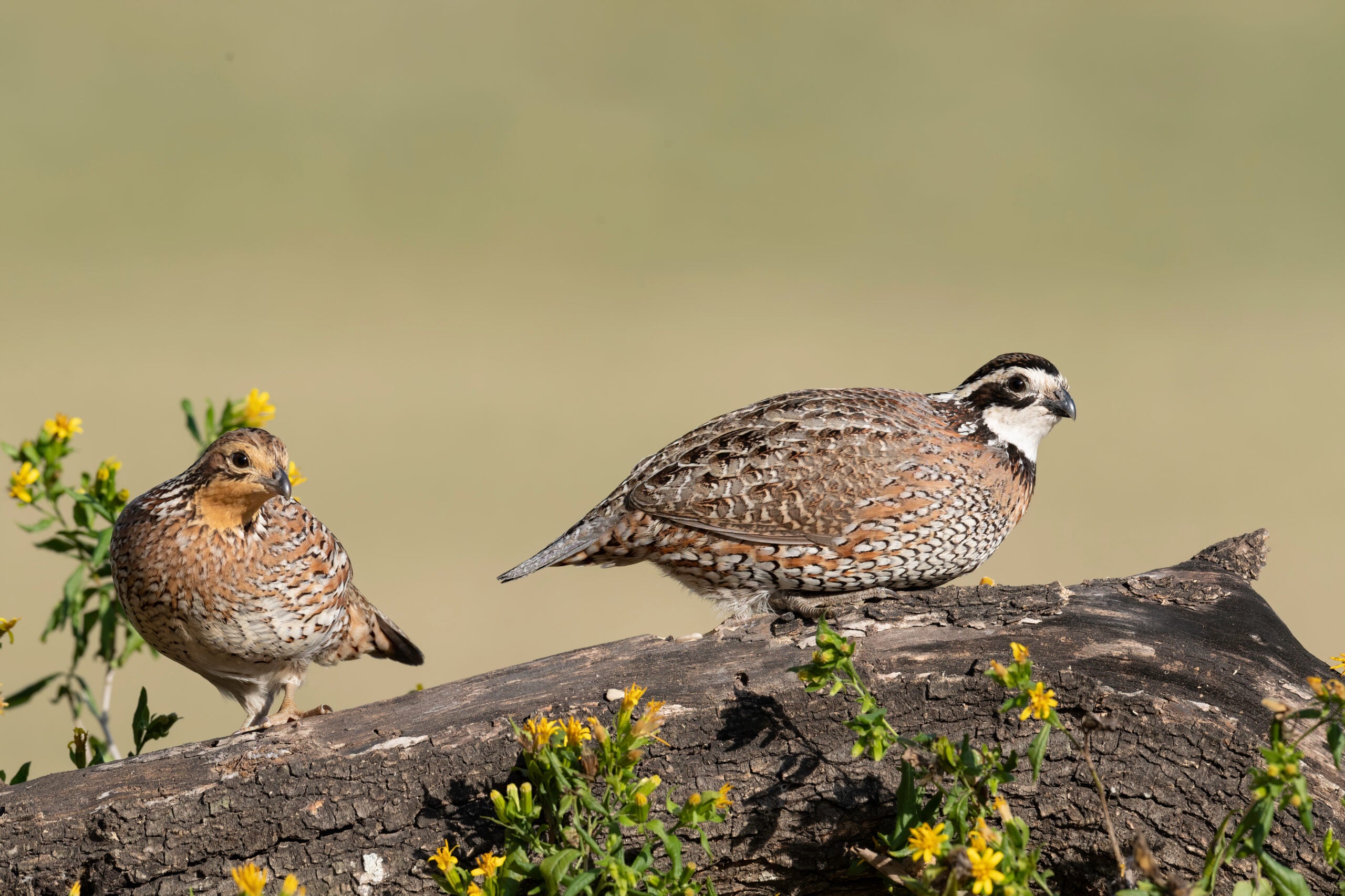 A female (left) and male bobwhite quail standing on a log