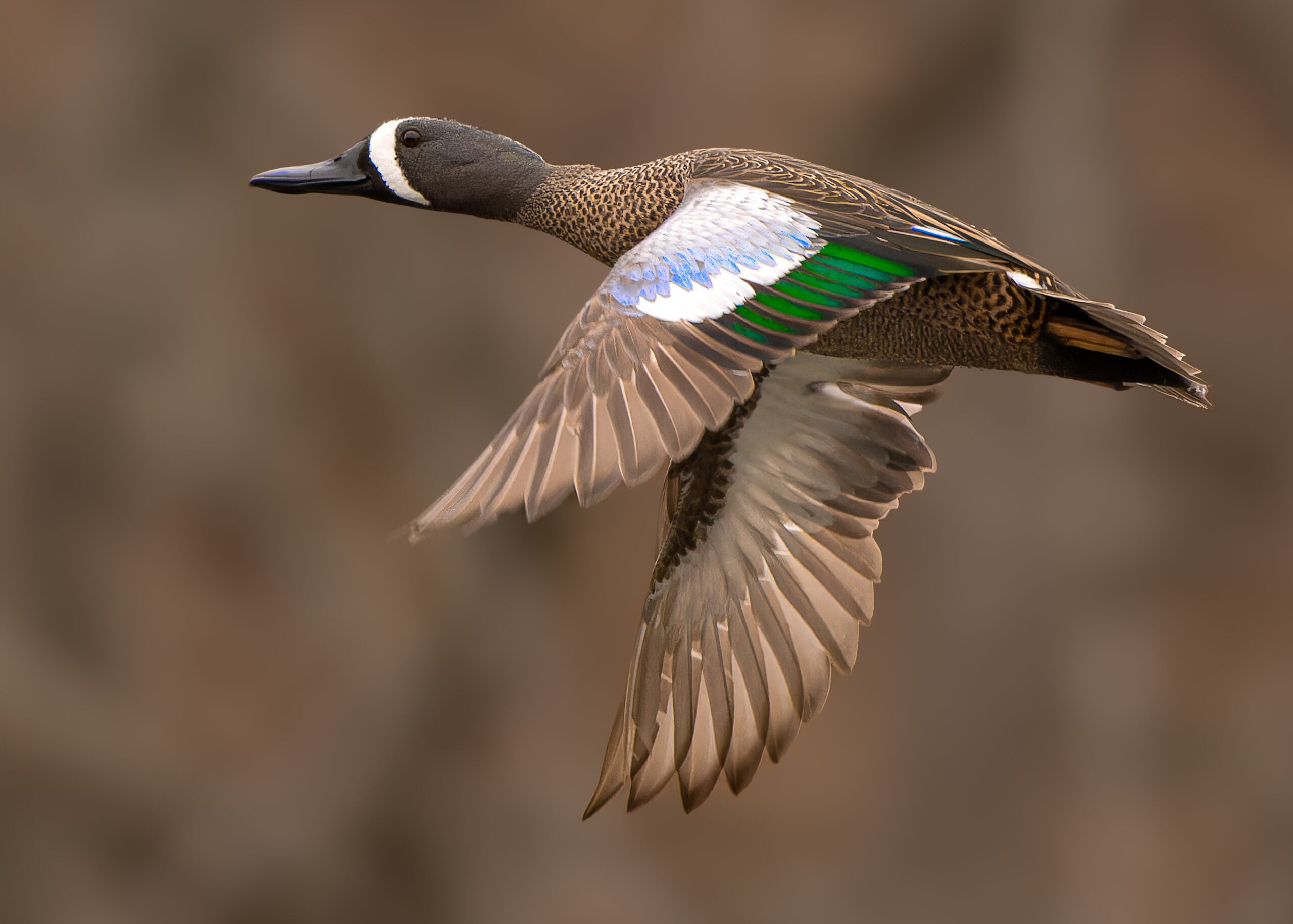 A bluewing teal flying low over water with woods in background
