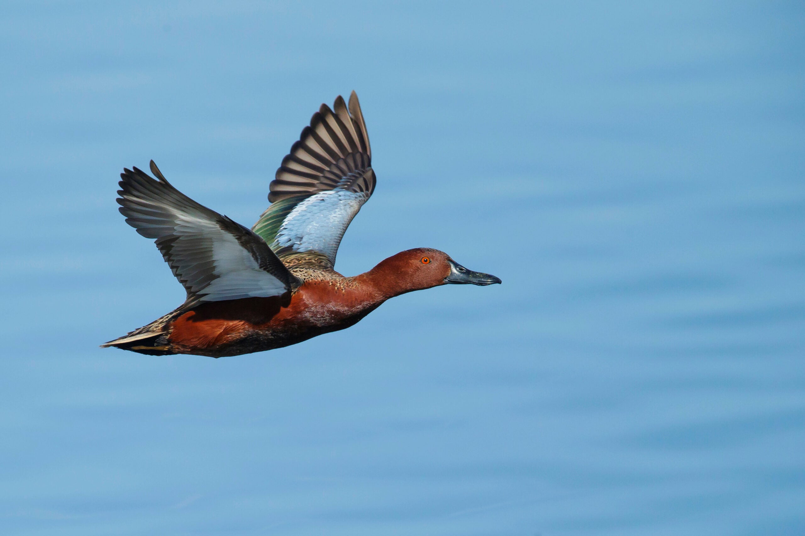Drake cinnamon teal flowing low above a lake's blue surface