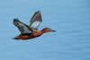 Drake cinnamon teal flowing low above a lake's blue surface