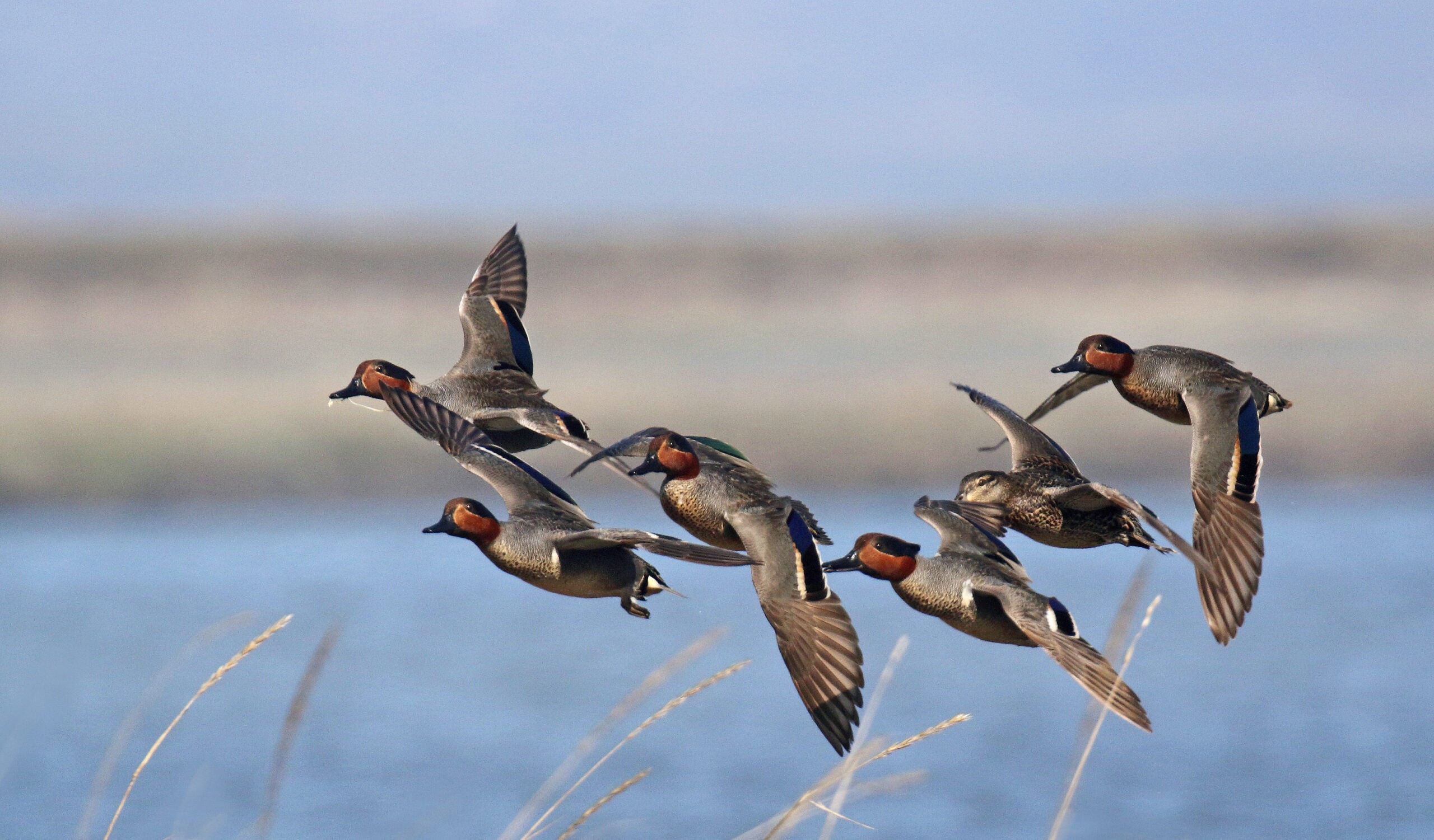 A small group of greenwings flying low over a marsh