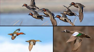 Teal Ducks: Waterfowling’s Little Speedsters