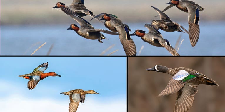 Teal Ducks: Waterfowling’s Little Speedsters