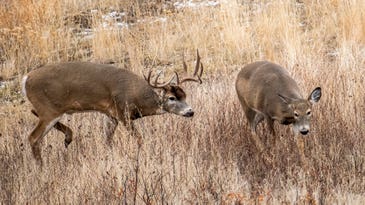 Rut Rundown: The Whitetail, Muley, Elk, and Moose Breeding Seasons Explained