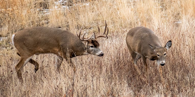 Rut Rundown: The Whitetail, Muley, Elk, and Moose Breeding Seasons Explained