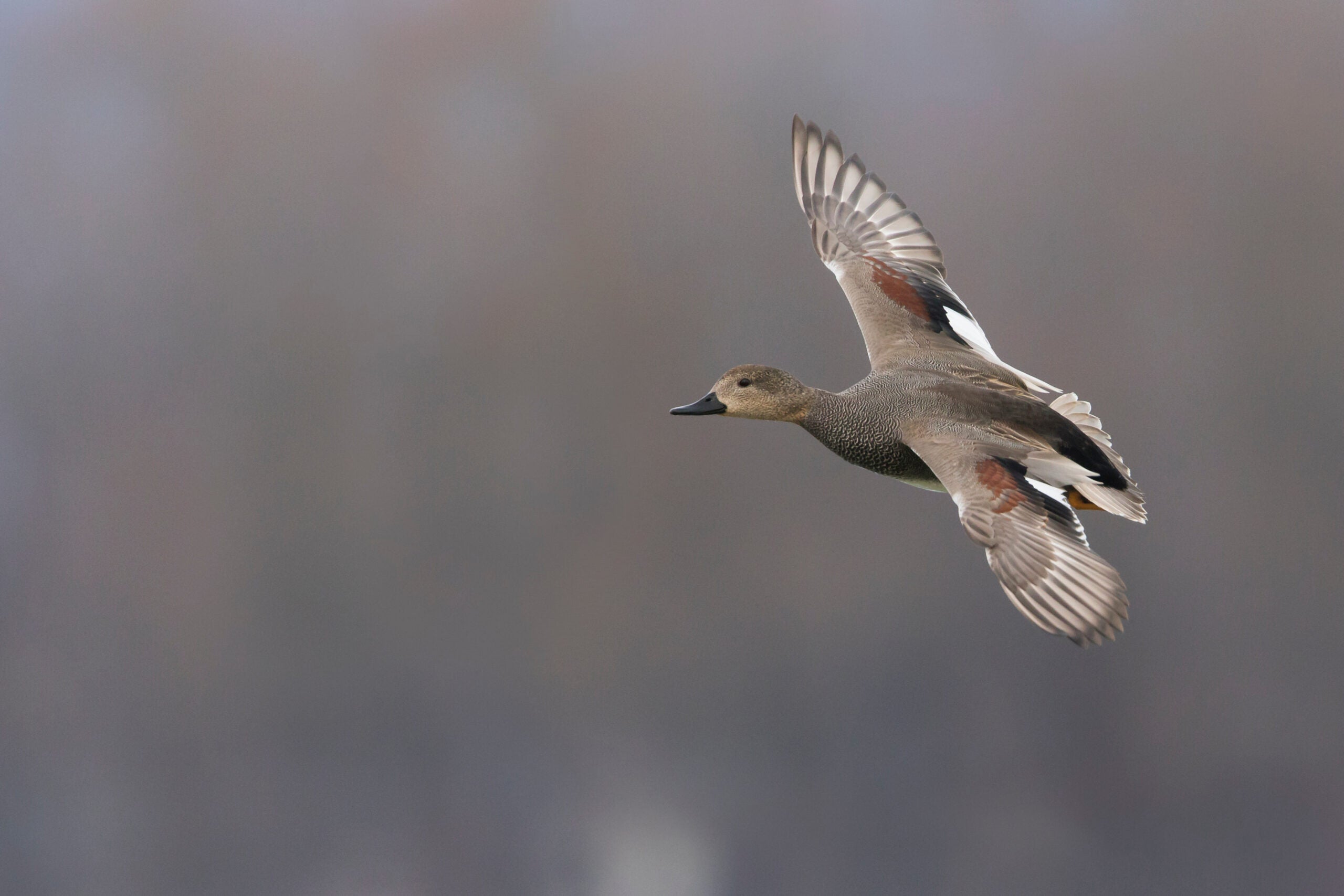 On the wing, Gadwall can be easily identified by their white speculum.  