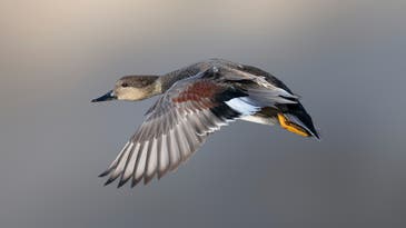 Gadwall Duck: How To Identify, Hunt, and Cook Gray Ducks