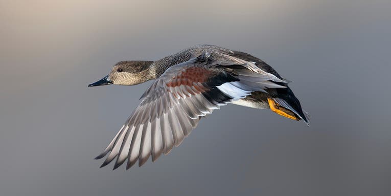 Gadwall Duck: How To Identify, Hunt, and Cook Gray Ducks