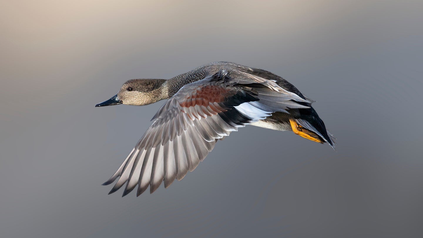 gadwall duck flying