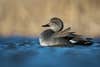 gadwall duck on water