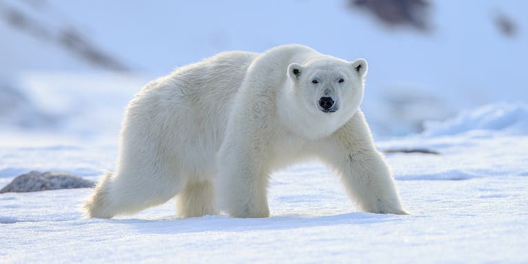 World’s First Polar Bear Death from Bird Flu Confirmed