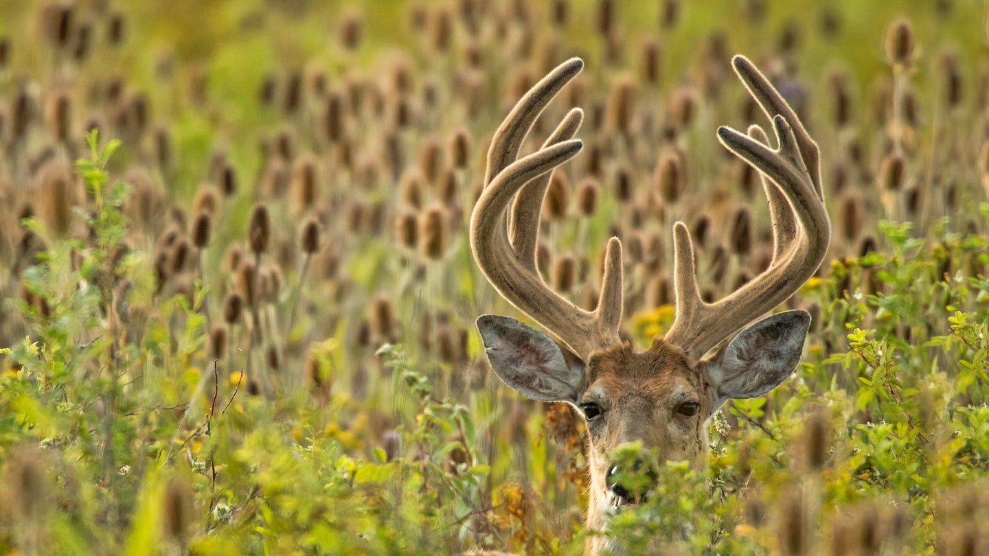 A whitetail buck in velvet stares ahead with cattails in background