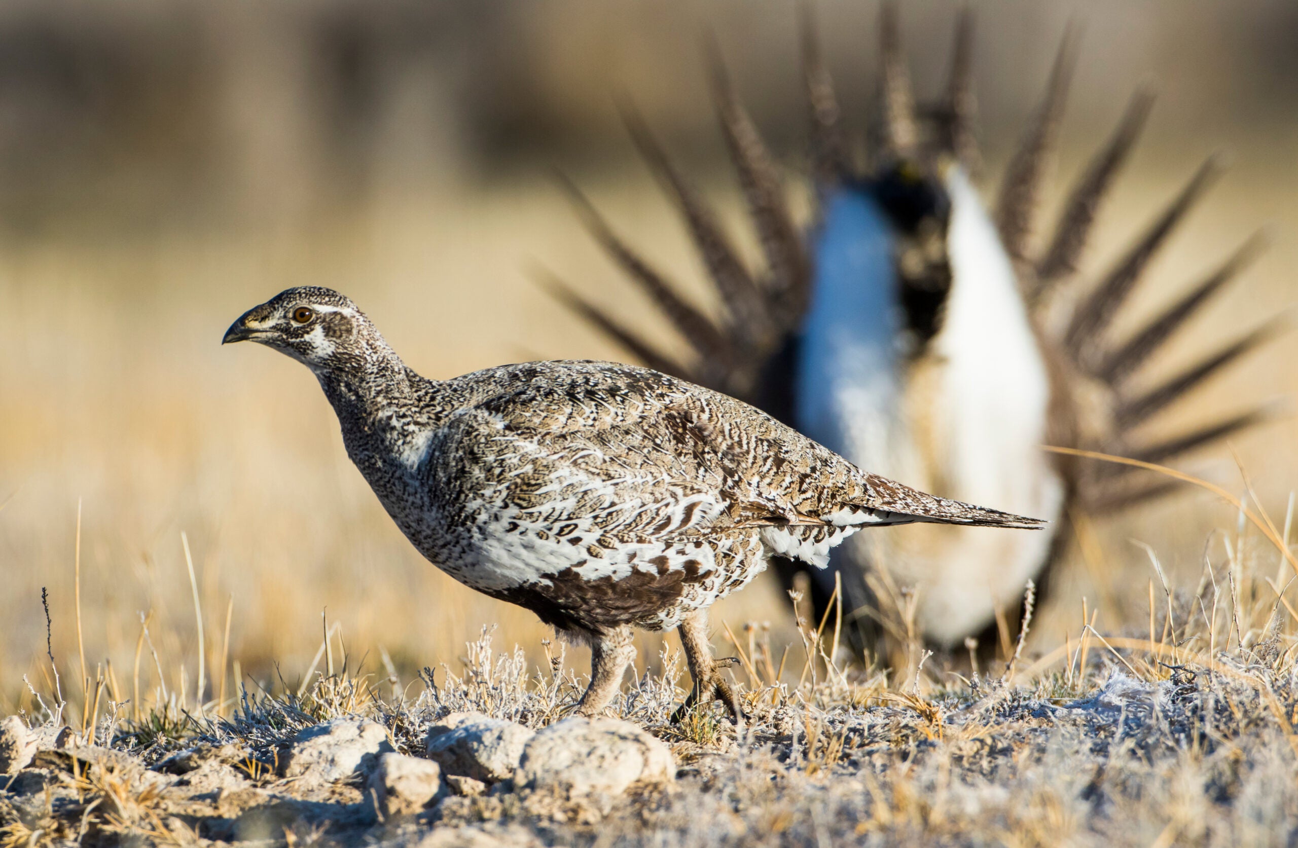 A female sage grouse walking on the prairie with a displaying male in the background