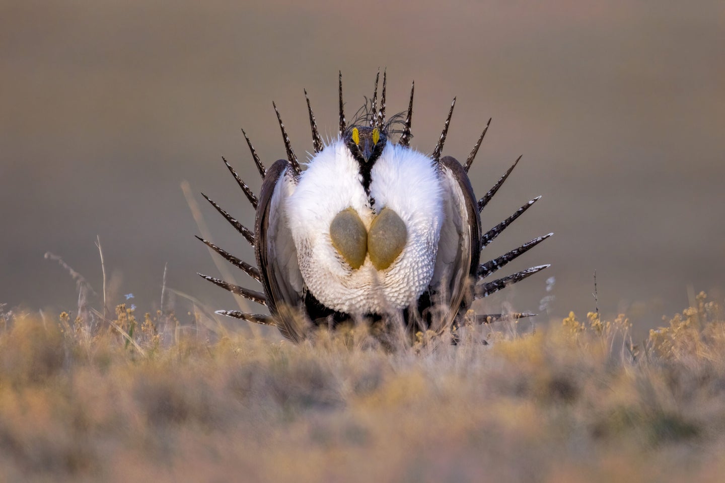 A male sage grouse displays on the Wyoming prairie