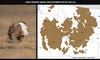 Photo of displaying sage grouse on left; map of sage grouse range on right