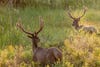 Two elk, with velvet antlers shining in the sun, walk across a summer meadow