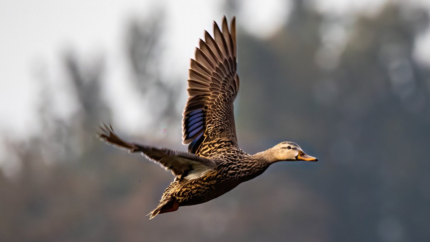 Mottled duck flying through air