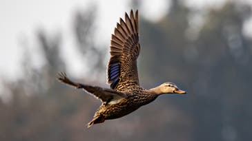 Mottled Duck: One of America’s Most Prized Waterfowl Species