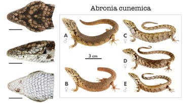 New “Unusually Large” Alligator-Like Lizard Species Discovered in Mexico