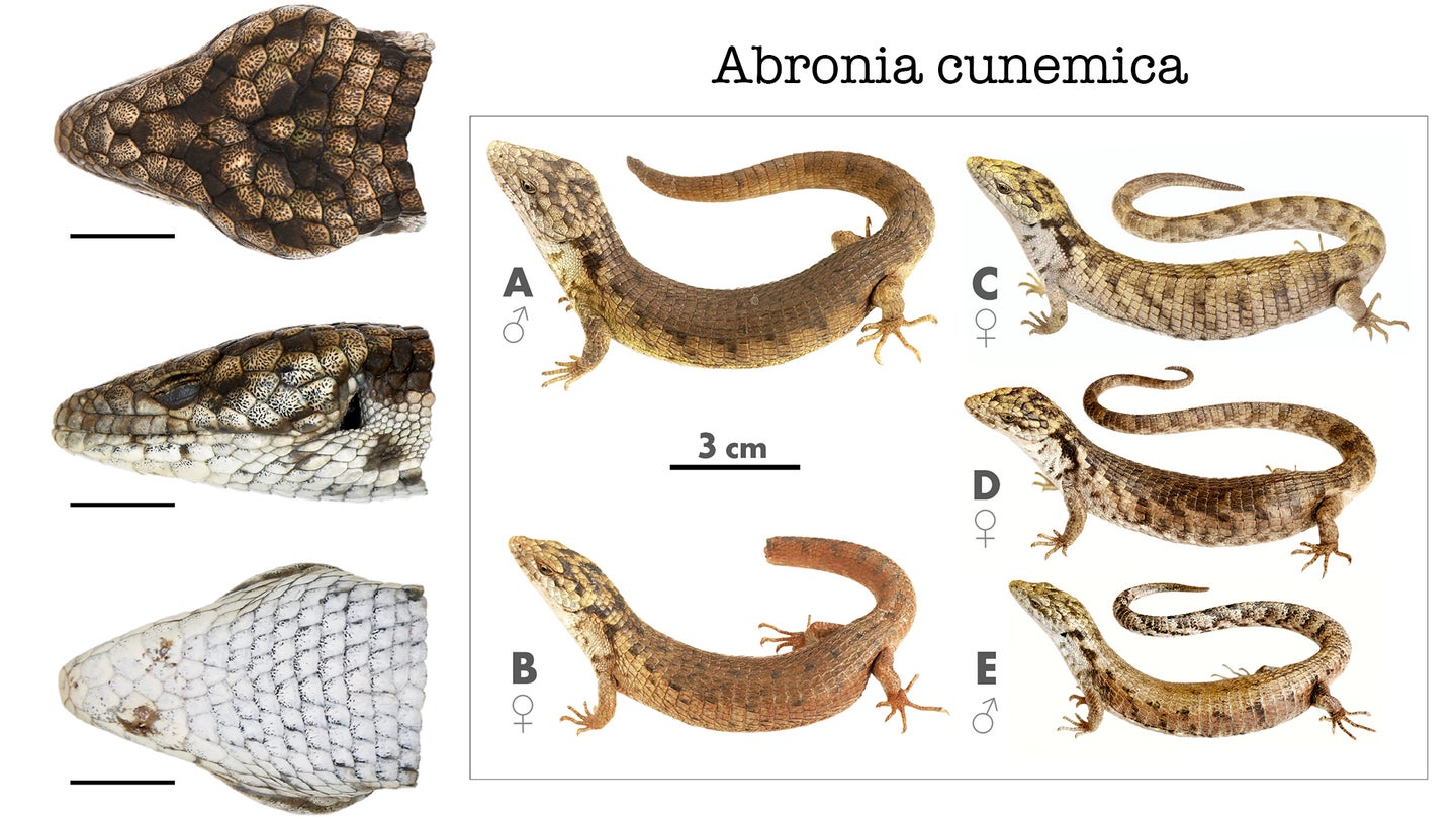 Photos of a new species of alligator lizard, on white background