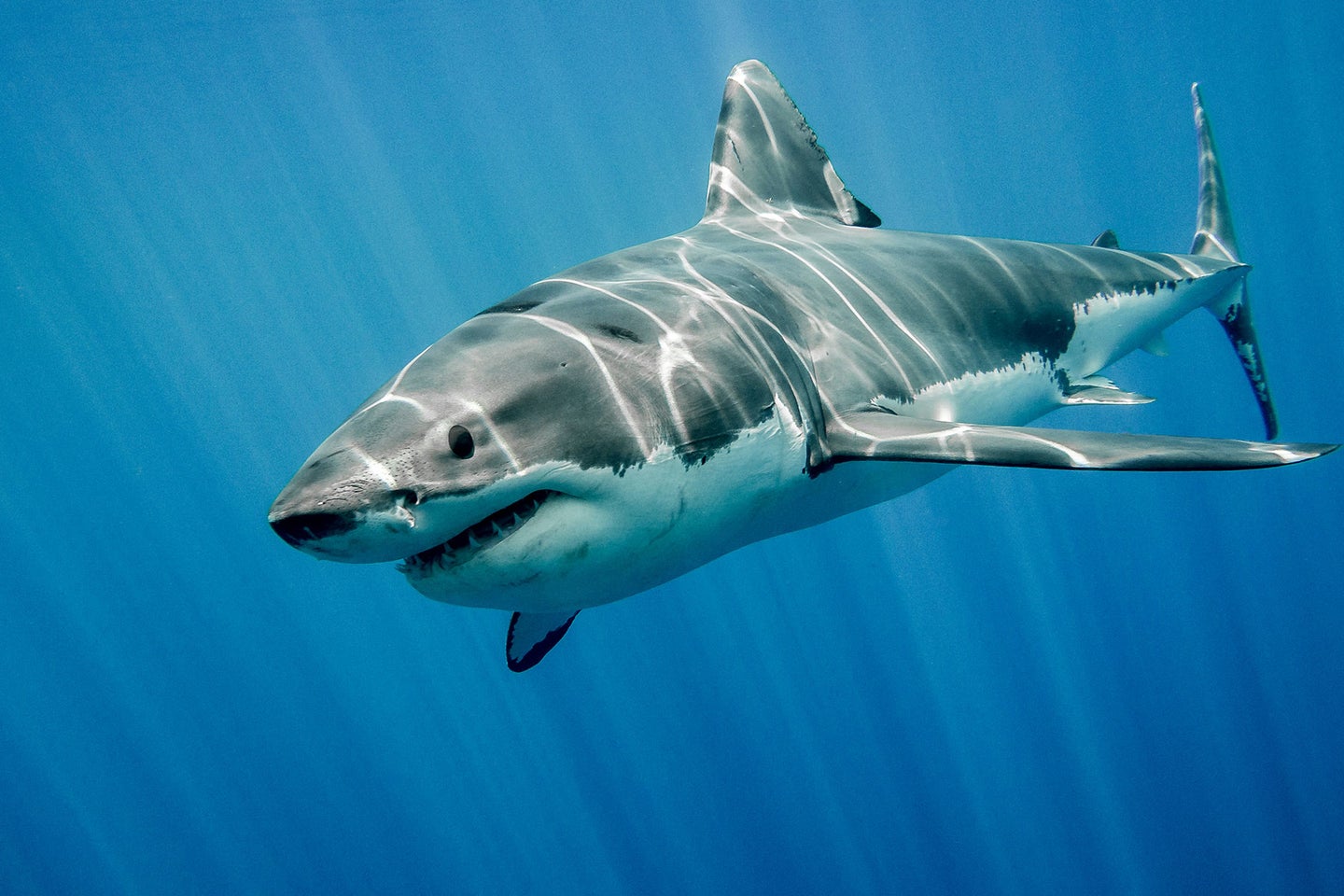 A great white shark swims through a blue ocean.