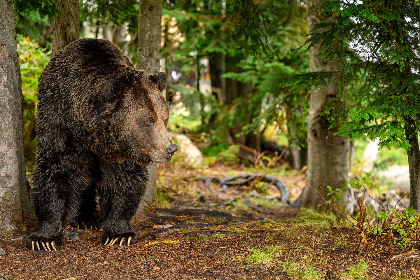 A grizzly bear in the woods.