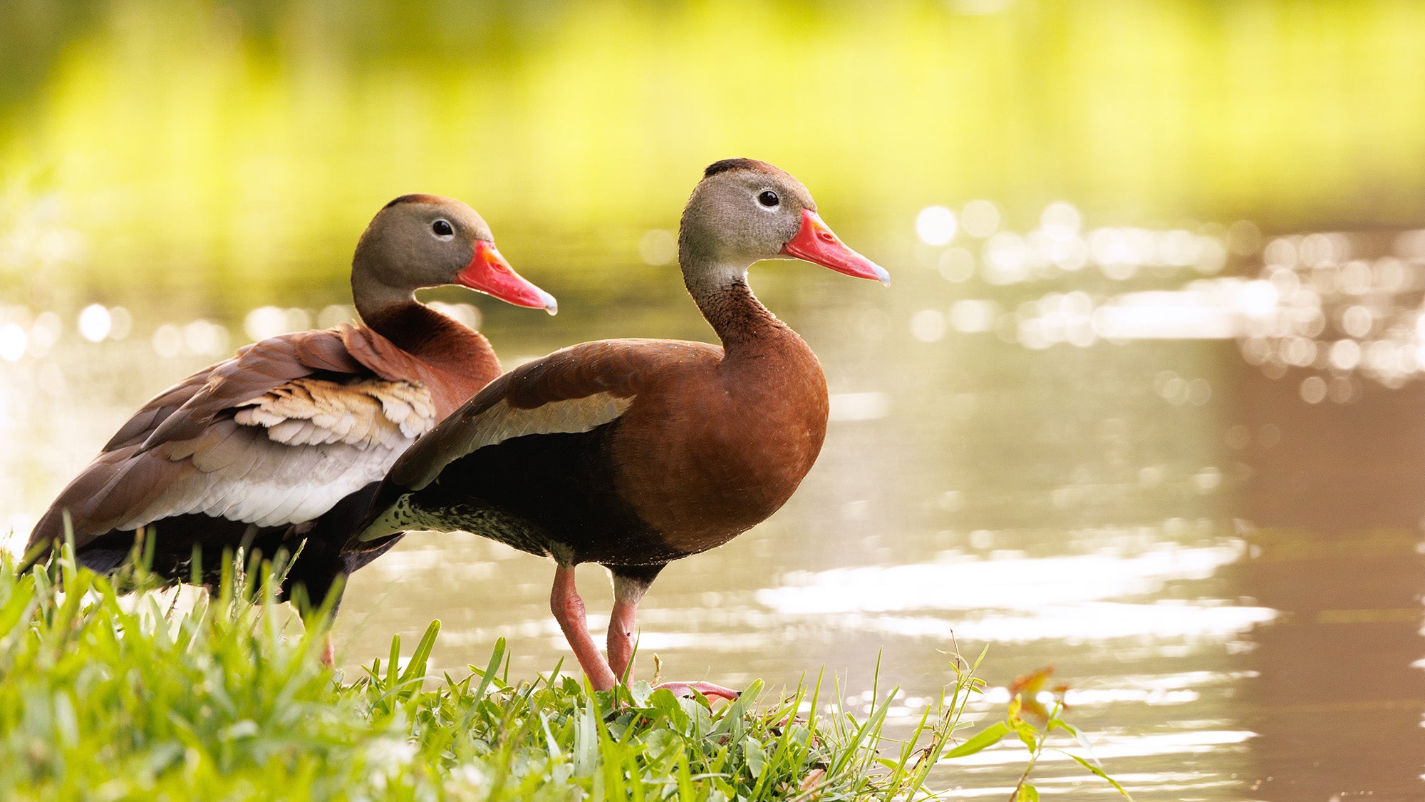 two black-bellied whistling ducks standing next to water