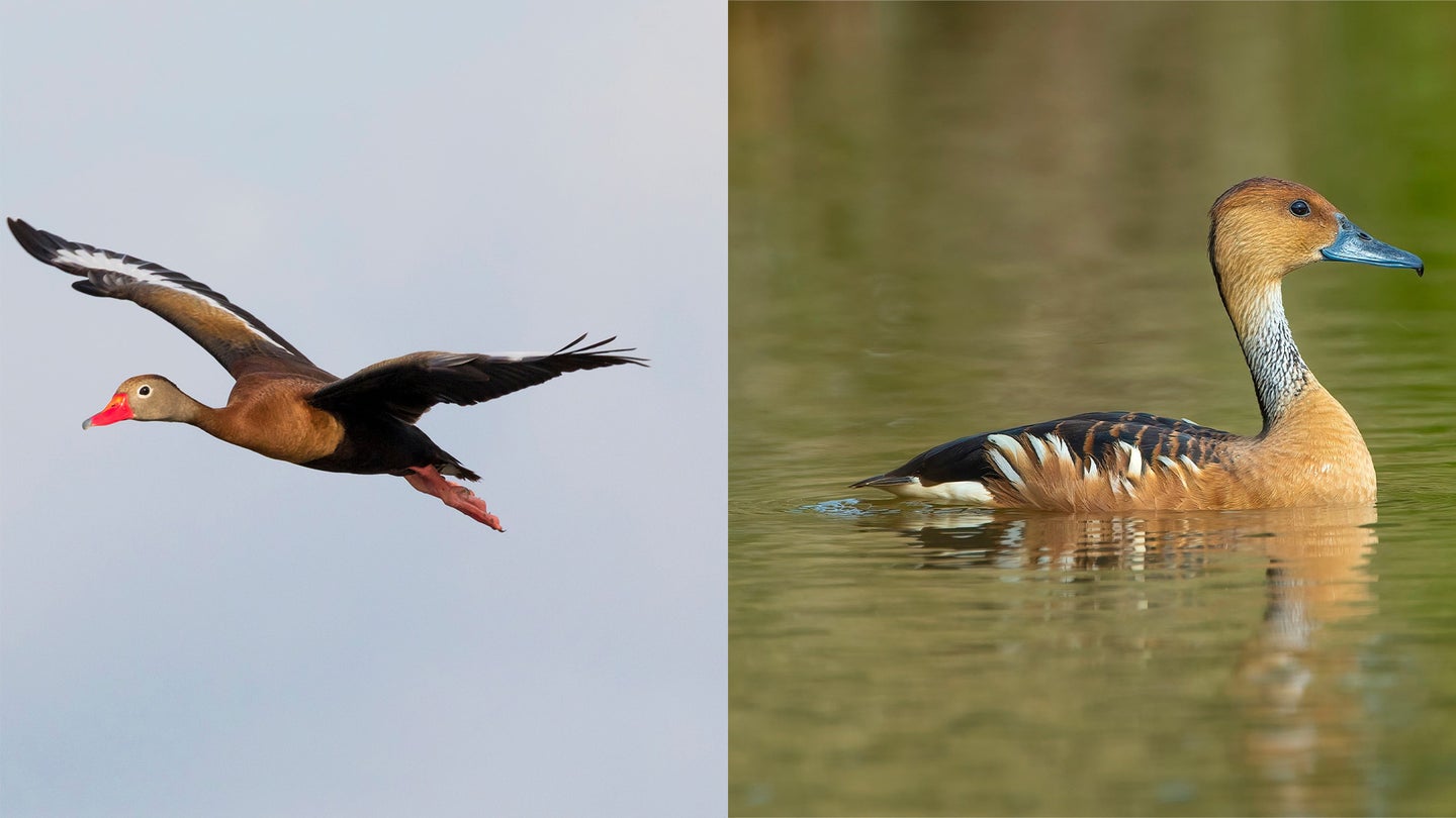 A black-bellied whistling duck flying on the left and a fulvous whistling duck swimming on the right