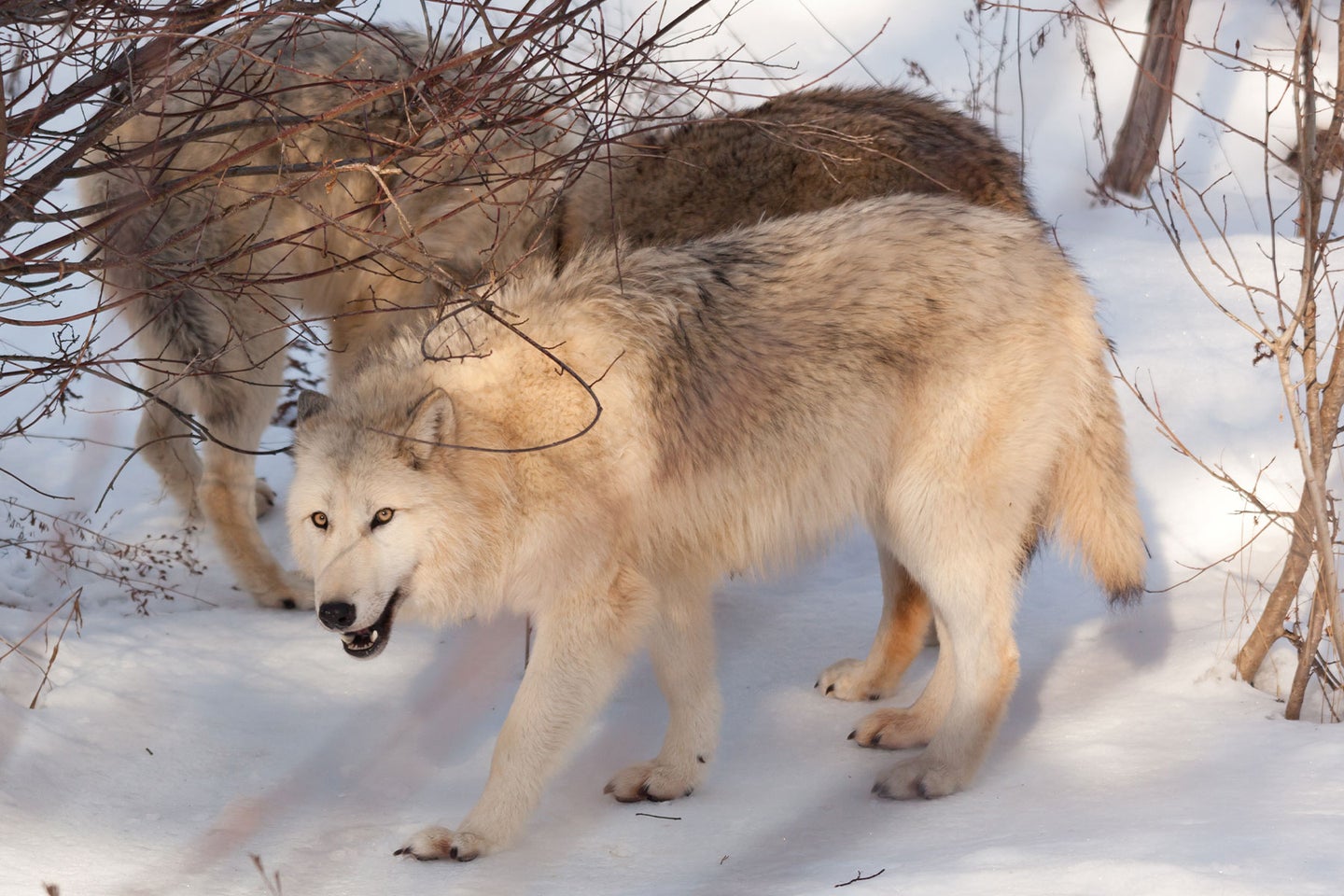 A wolf walks through snow in Idaho.