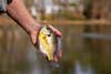 Fisherman holding bluegill by a fishing line