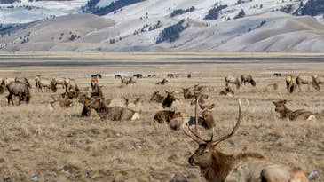 Montana Man Gets 10-Year Hunting Ban After Admitting to “Emptying a Pistol into a Herd of Elk”