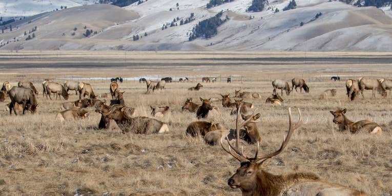 Montana Man Gets 10-Year Hunting Ban After Admitting to “Emptying a Pistol into a Herd of Elk”