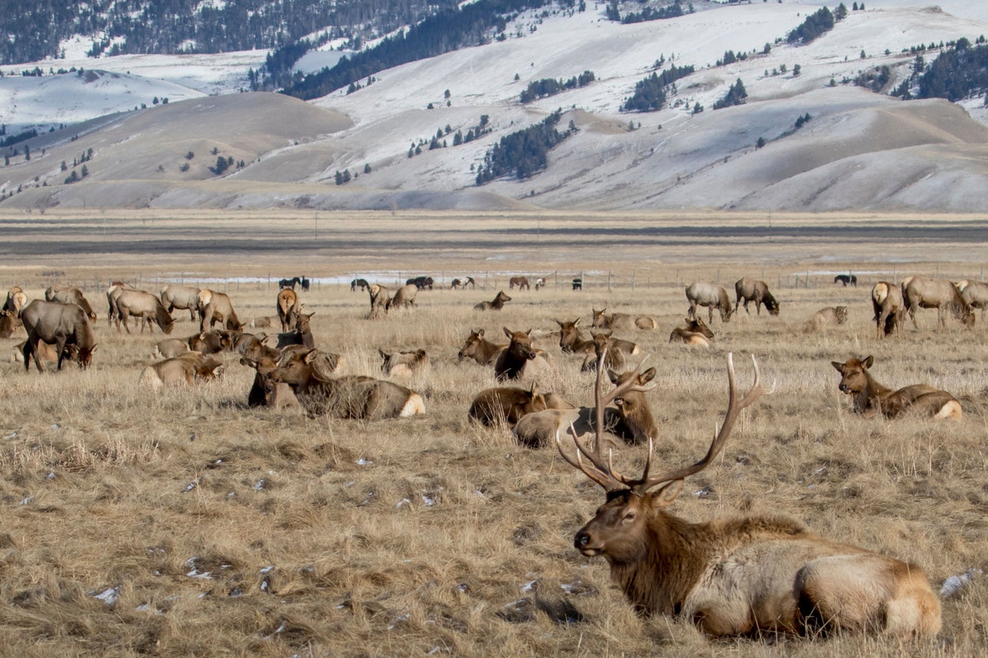 An elk herd beds below snow-covered foothills.
