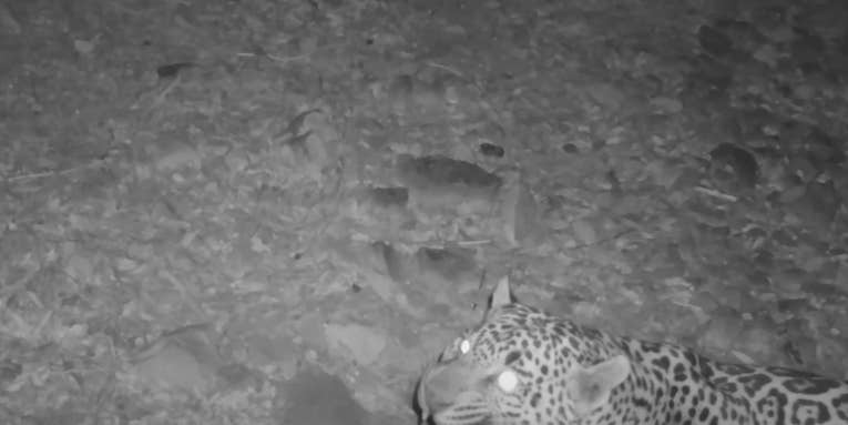 Watch: Man Gets Rare Footage of a Jaguar in Southern Arizona