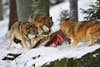 A wolf pack feeds on a carcass in winter