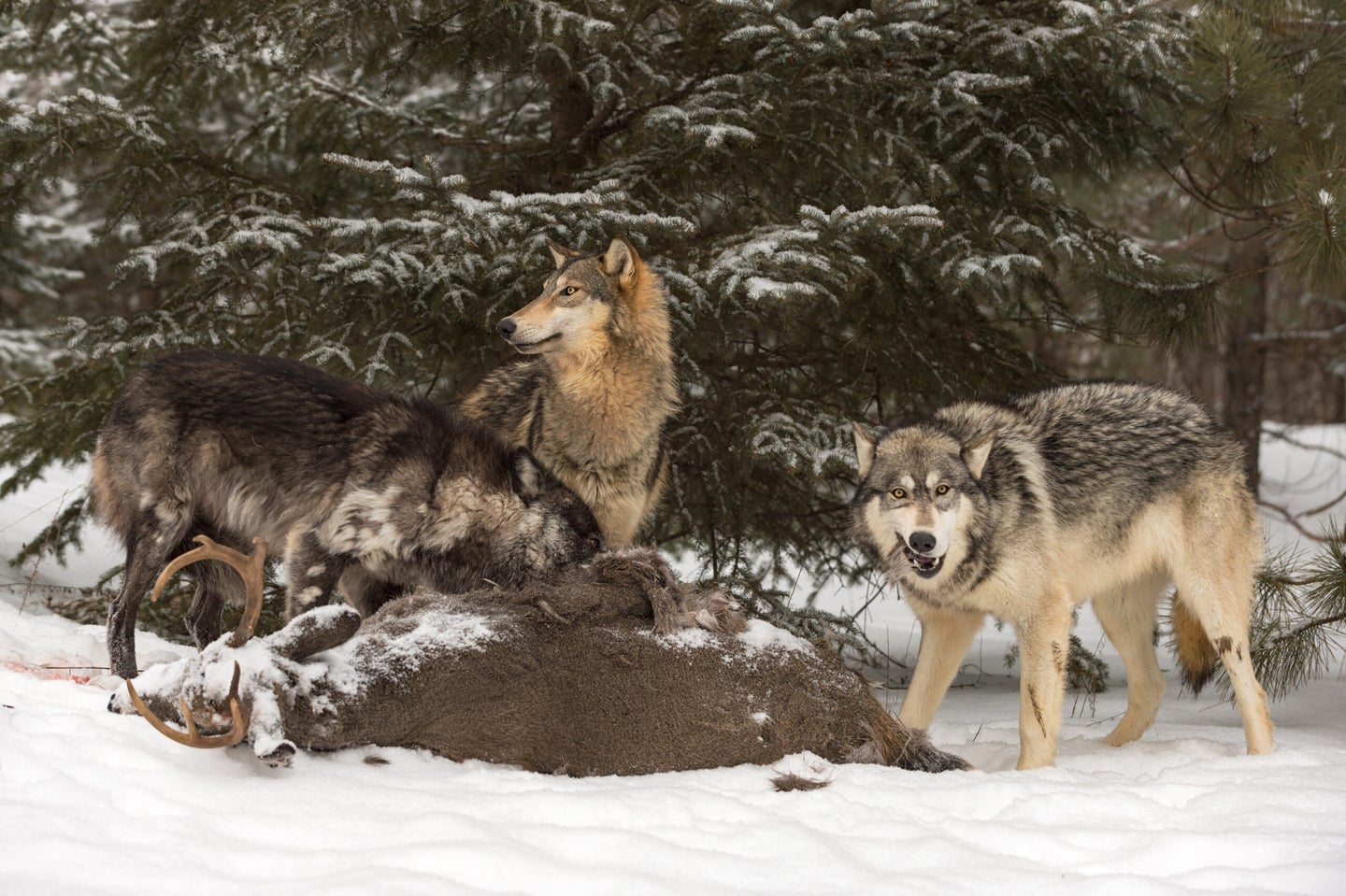 A pack of gray wolves feed on a whitetail deer carcass in winter