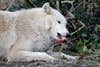 A white-coating Hudson Bay wolf lies on the ground and eats a rat