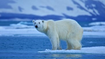 How Big Is a Polar Bear? Um, Huge!