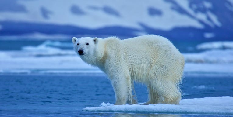 How Big Is a Polar Bear? Um, Huge!