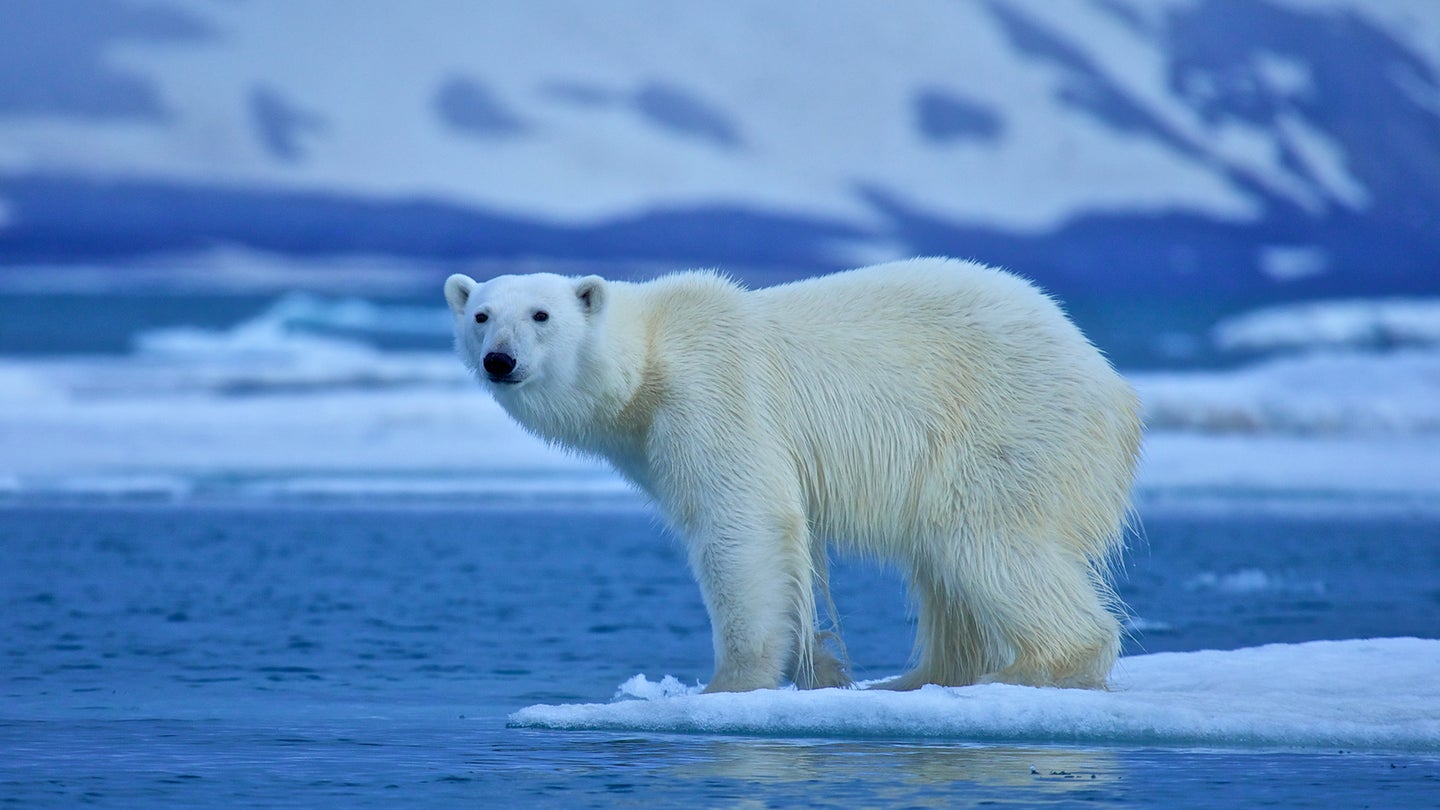 Polar bear on edge of ice with blue water all around and mountains in background