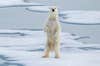 A curious young male polar bear standing up on the sea ice near Somerset Island, Nunavut, Canada, North America