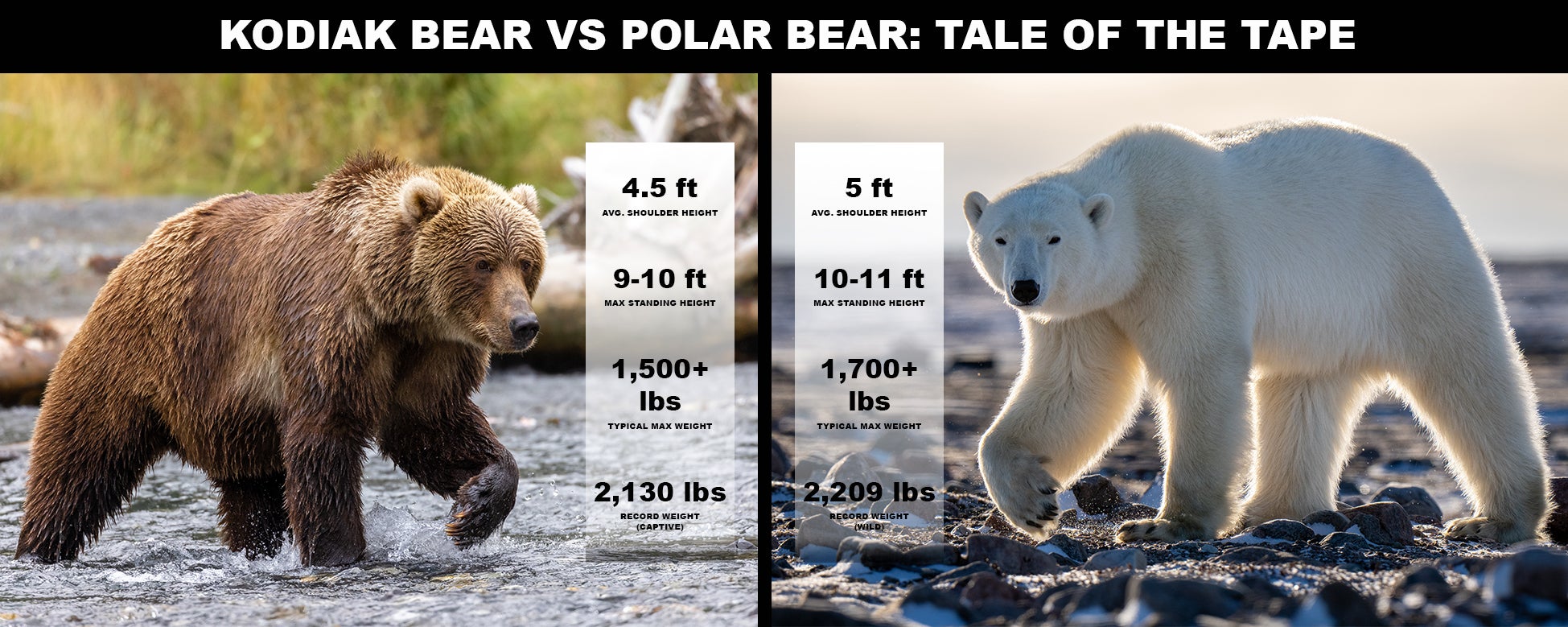 Kodiak bear on left with height and weight stats; polar bear on right with same