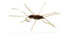 Brown Girdle Bug fly pattern with rubber leg on white background