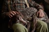 A German shorthair pointer sits on a person's lap.