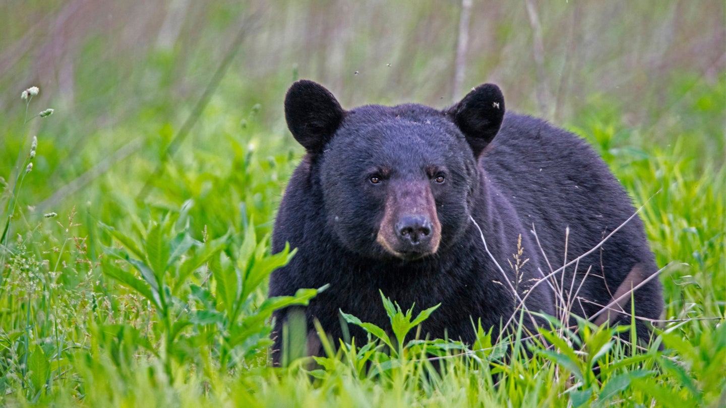 black bear in grass field