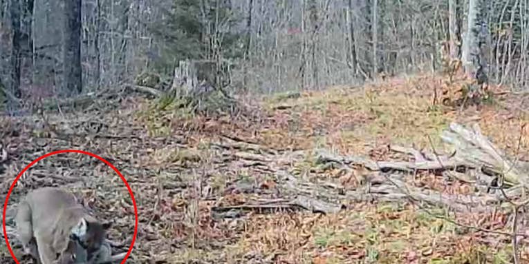 Watch: Rare Trail Camera Footage Shows a Cougar Mauling a Whitetail Deer in Michigan